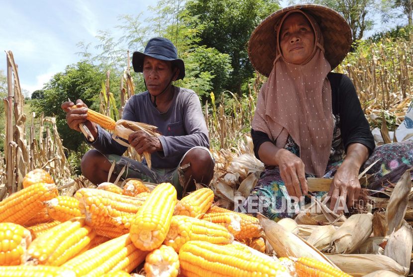 Petani mengupas jagung yang baru dipanen di Cianjur, Indonesia, 14 Maret 2022. Pemerintah melalui Kementerian Pertanian (Kementan) menyiapkan sejumlah strategi dalam menghadapi ancaman krisis pangan global.