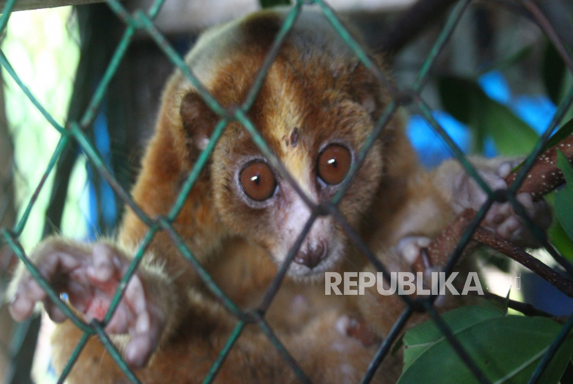 Satu dari dua ekor kukang jawa (Nycticebus javanicus) bermain di kandang perawatan usai diselamatkan dari pedagang satwa liar di Javan Langur Center (JLC), Batu, Jawa Timur, Selasa (23/2/2021). Pusat Penyelamatan dan Rehabilitasi Primata International Animal Rescue (IAR) Indonesia mencatat dalam 24 tahun terakhir jumlah populasi kukang menurun hampir 80 persen akibat perdagangan satwa terutama untuk jenis kukang jawa. 