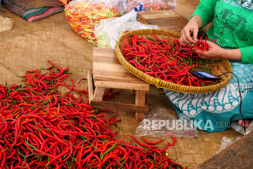 Pedagang menyortir cabai rawit merah di pasar (ilustrasi).