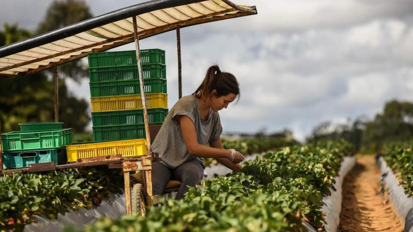Kekurangan tenaga kerja di bidang pertanian di Australia semakin terlihat 