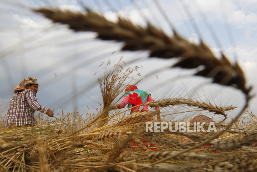 Seorang petani memanen gandum. BUMN Klaster Pangan, PT Berdikari (Persero) mendatangkan gandum impor sebanyak 25 ribu ton untuk mensubstitusi kebutuhan jagung sebagai bahan pakan ternak unggas.