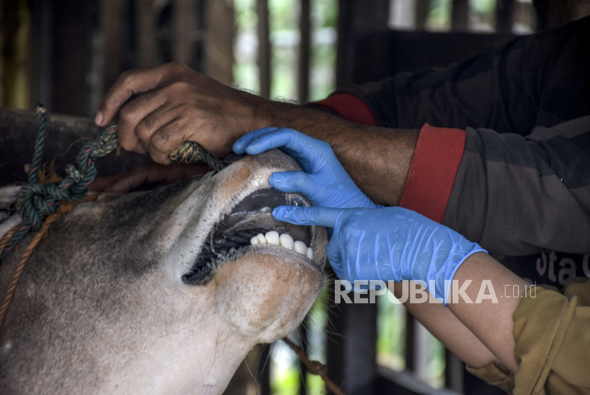 Dokter hewan memeriksa kesehatan hewan ternak sapi untuk antisipasi penyakit mulut dan kuku (PMK).  