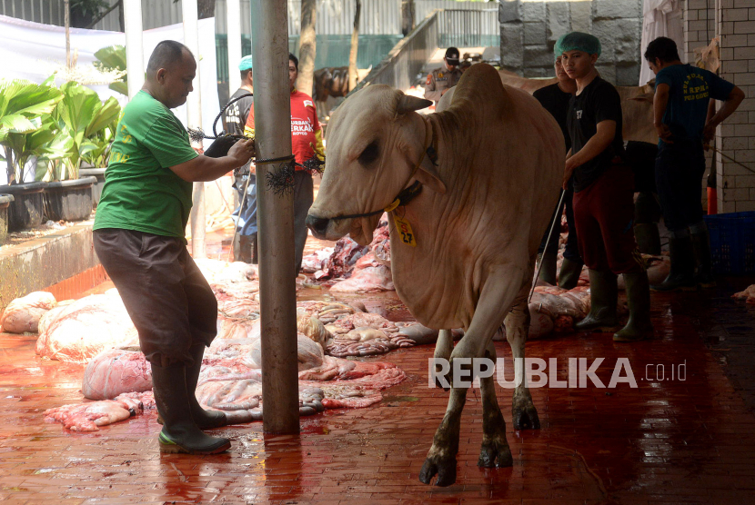 Panitia  bersiap menyembelih hewan kurban di Rumah Potong Hewan (RPH) Masjid Istiqlal, Jakarta, Sabtu (1/7/2023). 