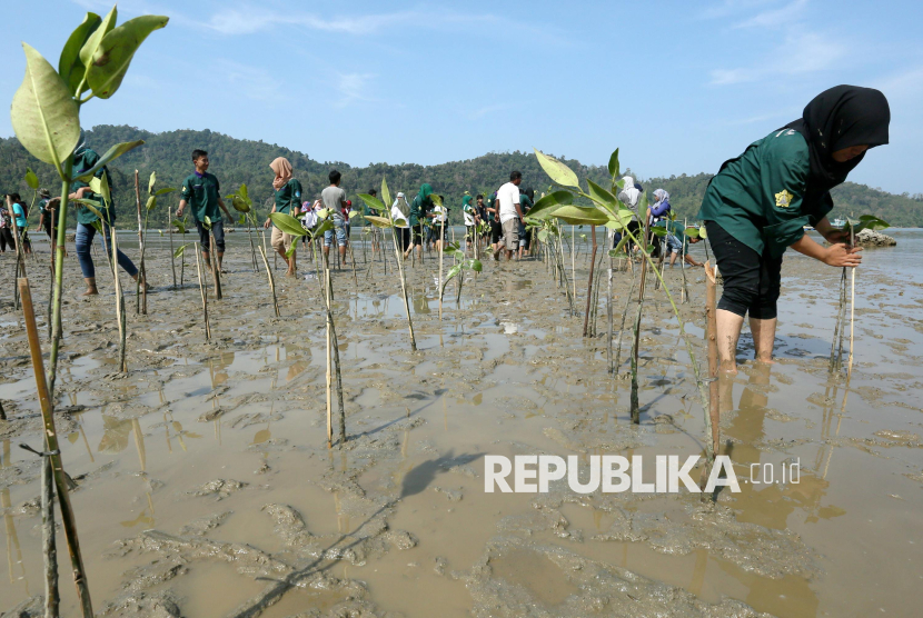 Aktivis dan mahasiswa peduli lingkungan menanam bakau di lahan kawasan lahan basah, Desa Lhok Seudu   Leupung, Aceh Besar.