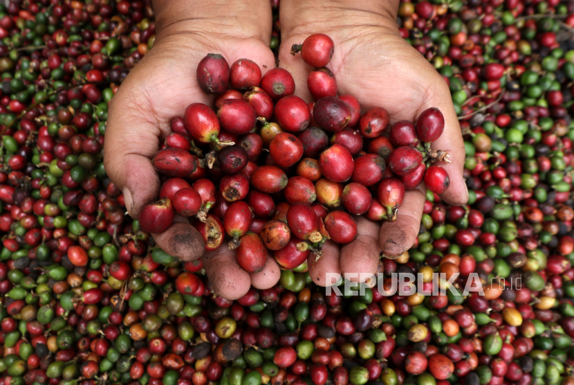 Petani perlihatkan biji kopi robusta yang tengah disortir di Tamansari, Banyuwangi, Jawa Timur, Rabu (29/9/2021). Banyuwangi ajukan dokumen penunjang pengajuan penerbitan indikasi geografis.