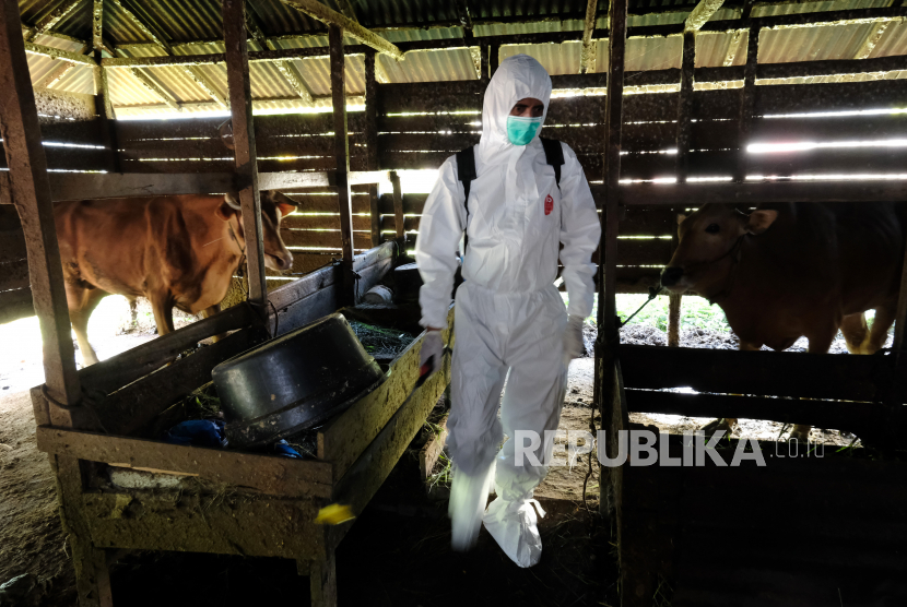 Seorang personel Dit Samapta Polda Kalbar menyemprotkan cairan desinfektan di kandang sapi milik Suhedi di Parit Haji Muksin, Kecamatan Sungai Raya, Kabupaten Kubu Raya, Kalimantan Barat, Kamis (7/7/2022). Polda Kalbar bersama Dinas Perkebunan dan Peternakan Provinsi Kalimantan Barat melaksanakan Operasi Aman Nusa II berupa pemeriksaan kesehatan sapi dan kambing serta penyemprotan desinfektan di sejumlah peternakan di wilayah setempat guna mencegah merebaknya wabah penyakit mulut dan kuku (PMK) pada hewan ternak tersebut. 