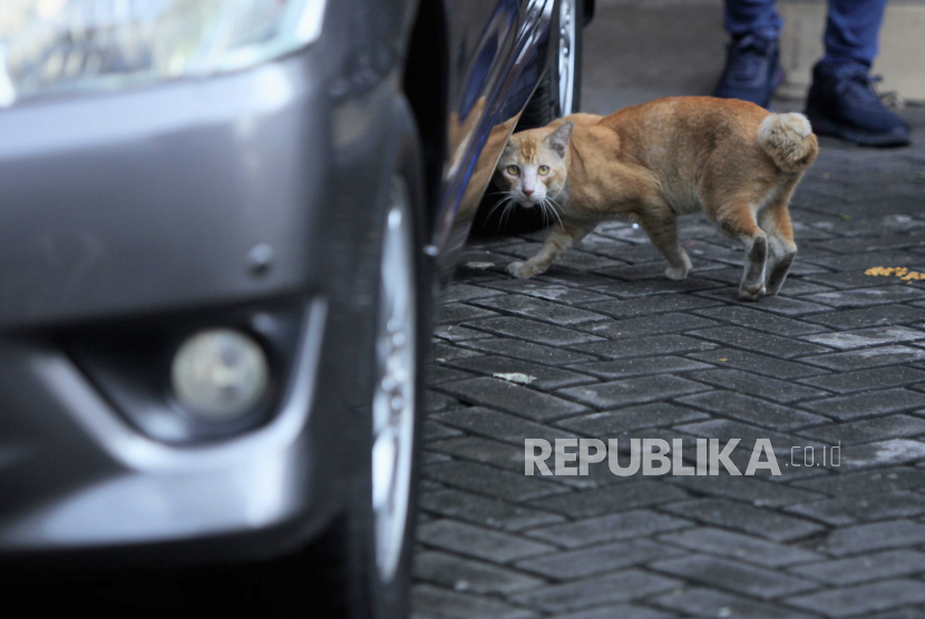 Seekor kucing kabur saat akan ditangkap (Foto: ilustrasi)