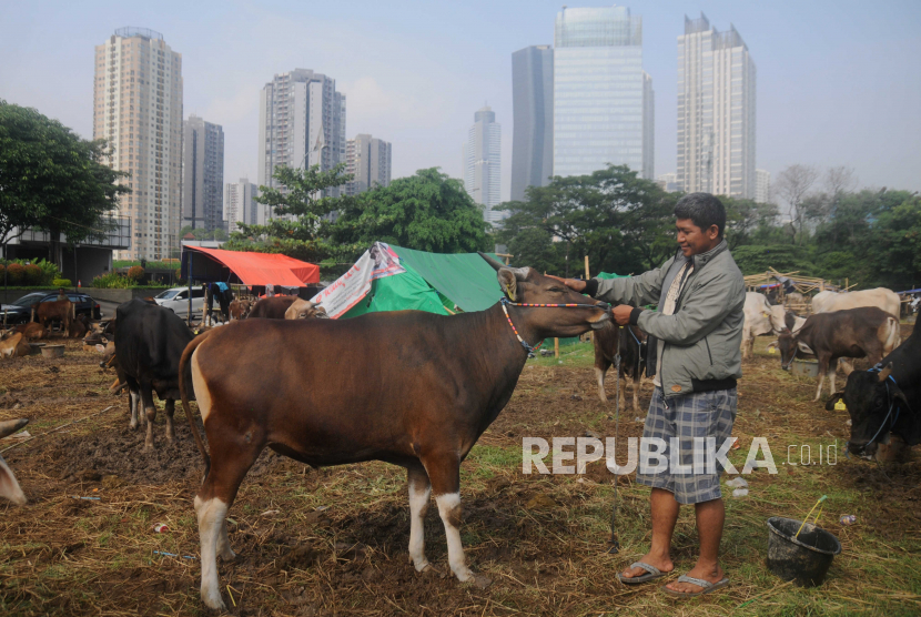 Pedagang merawat sapi di Tempat Penampungan Hewan Kurban (TPnHK) di kawasan Kuningan, Jakarta Selatan, Jumat (23/6/2023). Dinas KPKP DKI Jakarta telah memeriksa 22.695 ekor hewan kurban di tempat penampungan yang tersebar di lima wilayah Jakarta guna menjamin kesehatan hewan kurban terbebas dari Penyakit Mulut dan Kuku (PMK) dan Lumpy Skin Disease (LSD).