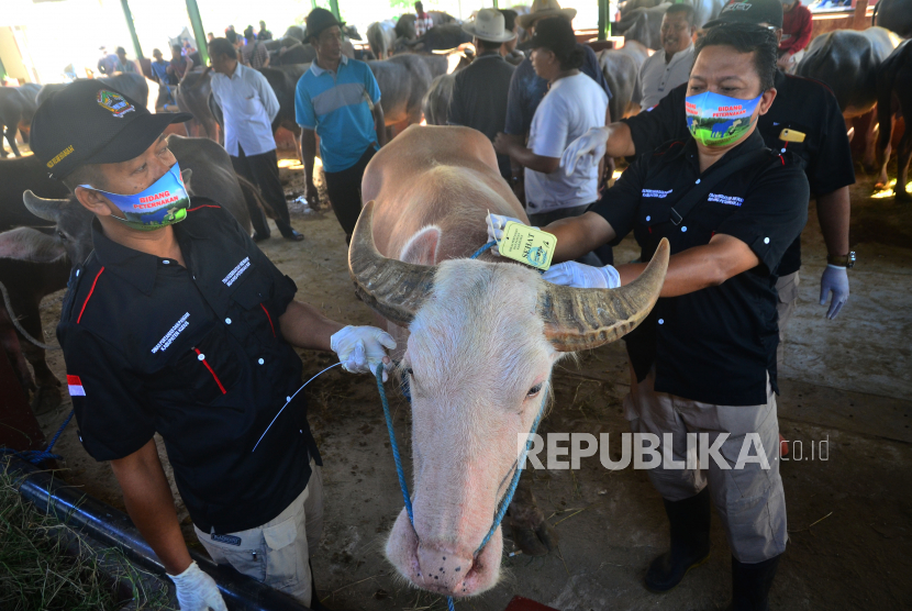 Petugas dari Dinas Pertanian dan Pangan memasang label tulisan Sehat pada seekor Kerbau saat pemeriksaan kesehatan hewan kurban yang dijual di pasar hewan, Kudus, Jawa Tengah, Rabu (28/7/2020). Pemeriksaan meliputi kondisi fisik, umur dan pemeriksaan gigi tersebut untuk memastikan kelayakan hewan kurban sebelum dikonsumsi pada saat Hari Raya Idul Adha mendatang. 