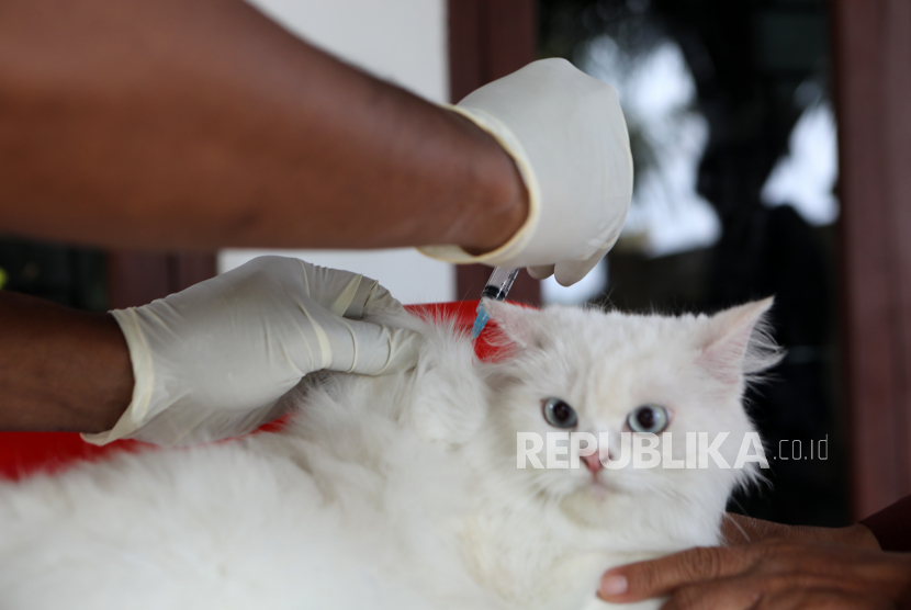 Jangan Ketinggalan Vaksinasi Rabies Gratis di Bekasi. Dokter hewan menyuntikkan kucing dengan vaksin antirabies saat program vaksinasi hewan peliharaan.