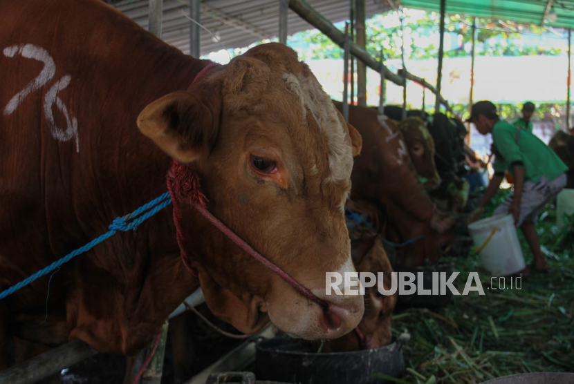 Pekerja memberi makan sapi yang dijual di salah satu sentra penjualan hewan kurban di Kedung Baruk, Surabaya, Jawa Timur, Senin (19/6/2023). Pemprov Jawa Timur mengalami surplus hewan kurban pada Idul Adha tahun ini dengan jumlah kebutuhan hewan kurban sapi sebanyak 56.851 ekor dari ketersedian sapi potong 1.003.700 ekor, kambing 211.951 ekor dari ketersedian 729.600 ekor, dan domba 35.291 ekor dari ketersedian 277.000 ekor. 