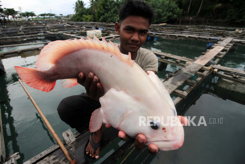 Pekerja menunjukkan ikan kerapu (Epinephelus) berwarna putih budidaya di sungai Loskala, Lhokseumawe, Aceh, Jumat (29/1/2021). Ikan kerapu yang dikembangkan dengan metode karamba jaring apung itu diekspor ke Malaysia seharga Rp130 ribu-Rp160 ribu per kilogram. 