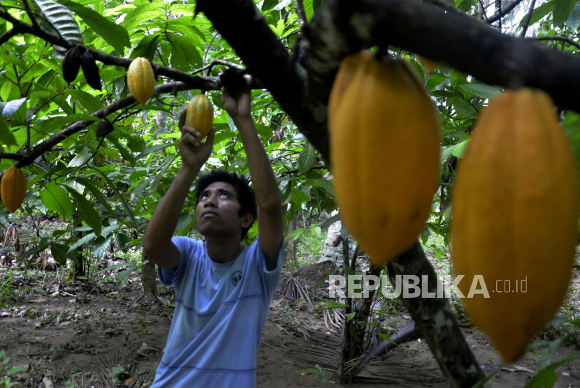Petani memetik buah kakao di area perkebunan miliknya di Desa Pantama, Kabupaten Bulukumba, Sulawesi Selatan, Sabtu (30/5/2020). Produksi buah kakao pada tahun 2020 ditargetkan mencapai sebanyak dua juta ton dengan memperkirakan untuk kebutuhan ekspor sebesar 90 persen dan sisanya untuk kebutuhan dalam negeri