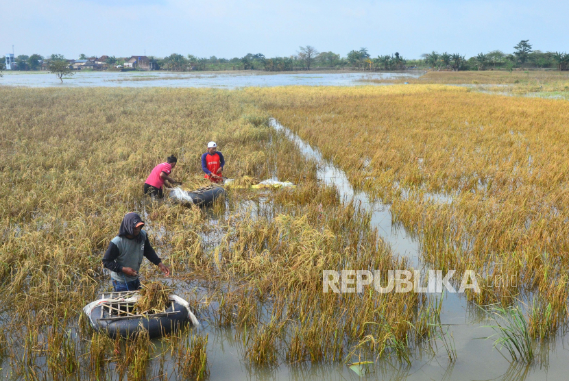 Petani memanen padi yang terendam banjir (ilustrasi). Sawah di Lombok terdampak banjir.