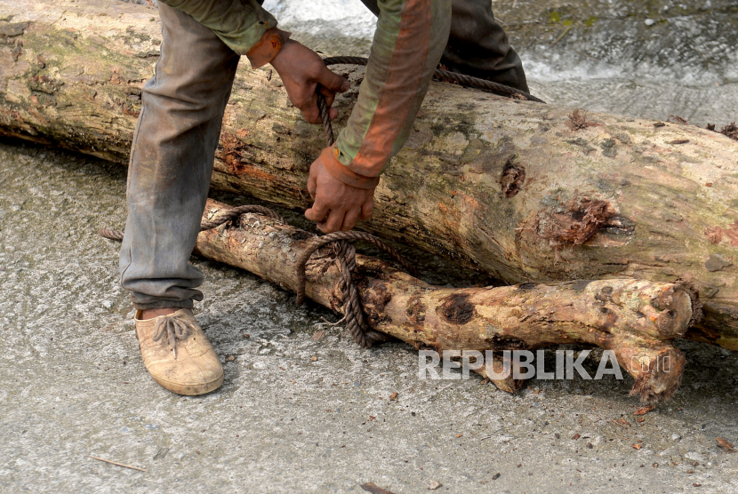 Pekerja mengikat tali pada kayu Sonokeling.Kayu Sonokeling menunggu diangkut. Harga kayu sonokeling cukup tinggi, untuk kayu yang bagus bisa mencapai ratusan juta.