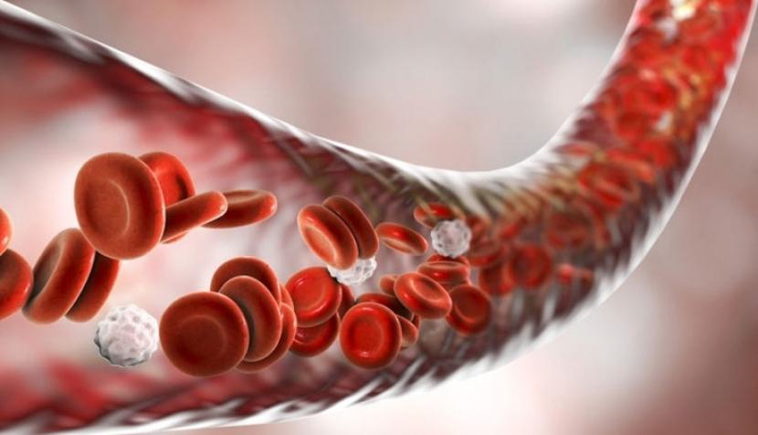 Ini Cara Kerja Sistem Peredaran Darah Manusia Normal