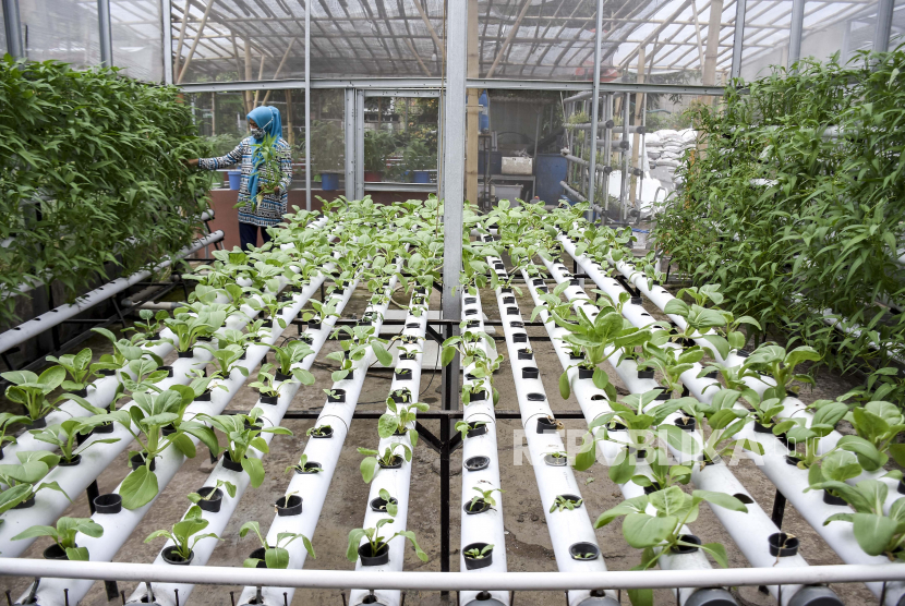 Warga memanen sayuran kangkung di area Kelompok Berkebun (Pokbun) Flamboyan RW 14, Cisaranten Kidul, Kota Bandung, Jawa Barat, Kamis (10/12). Kantor Perwakilan Bank Indonesia Provinsi Jawa Barat menyebut, pandemi membuat harga pangan melonjak.