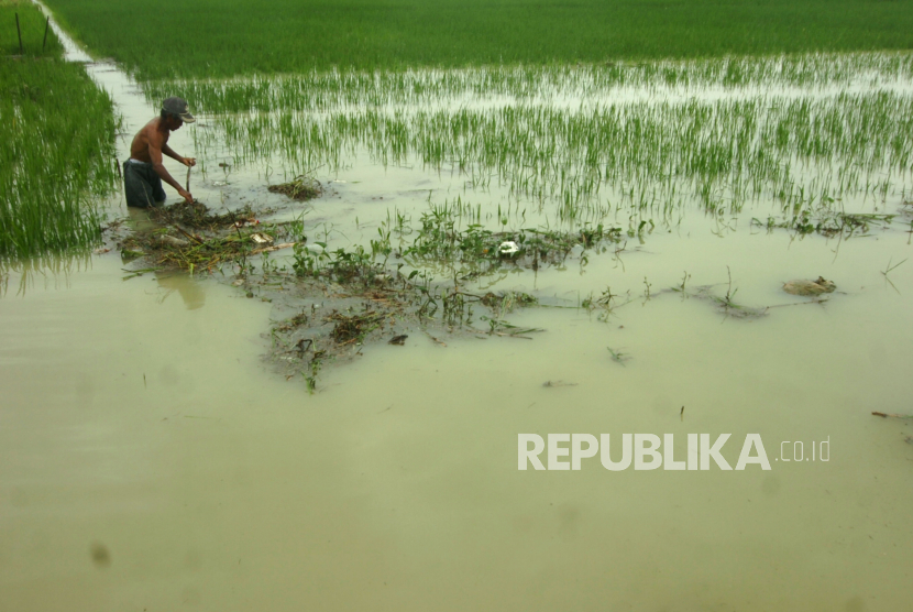 Petani mengumpulkan sampah di sawahnya yang terendam banjir (ilustrasi). Ratusan hektare sawah di Cirebon, Jawa Barat terendam banjir.