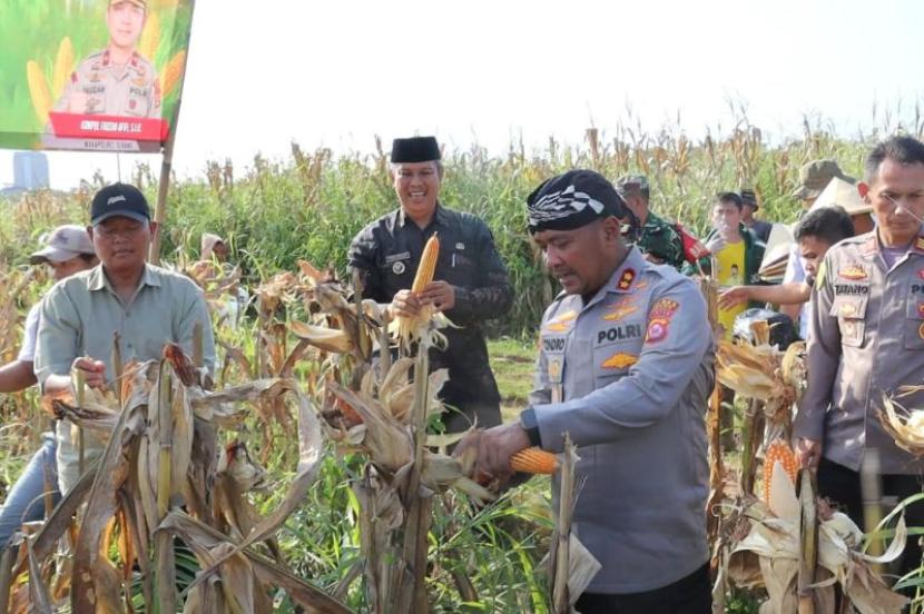 Polres Serang Pimpin Serapan Jagung Pipil Kering ke Bulog