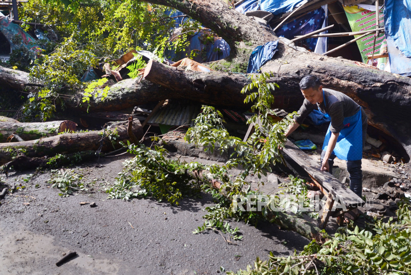 Pedagang mengambil barang-barang dari kiosnya yang hancur dalam peristiwa pohon tumbang di Jalan Hasanudin, Kota Bandung, Senin (29/3). Pohon tumbang terjadi saat hujan deras, Ahad (28/3) sore, menyebabkan lima orang terluka, sejumlah motor rusak dan tujuh kios makan hancur. Selain hujan yang disertai angin, pohon tumbang disebabkan pohon sudah tua dan lapuk dibagian perakaran.