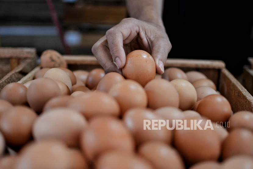 Pedagang melayani pembeli di kios telur Haji Darmuji, Pasar Minggu, Jakarta, Selasa (23/11) (ilustrasi). Kenaikan harga telur ayam ras yang tembus hingga lebih dari Rp 30 ribu per kilogram (kg) dinilai para peternak murni akibat hukum pasar. Hal itu tidak terlepas dari peningkatan permintaan terhadap telur pada akhir tahun ini cenderung meningkat.