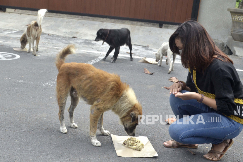Relawan penyayang binatang memberi makanan kepada anjing liar 