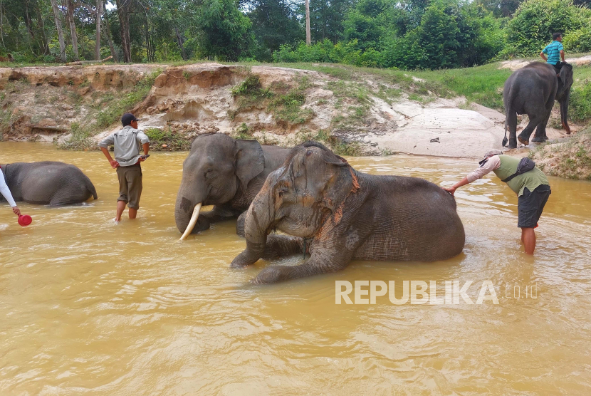 Seekor gajah sumatera (Elephas maximus sumatranus) liar tampak melintas di Jalan Tol Pekanbaru-Dumai Kilometer 81 