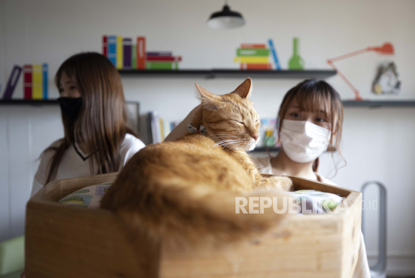 Pengunjung bermain dengan kucing di Cat Cafe Neko no Niwa di Singapura. Singapura punya aplikasi khusus untuk mengadopsi 