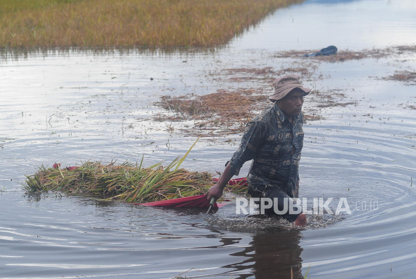 Petani menarik tumpukan padi hasil panen di sawah yang terendam banjir 