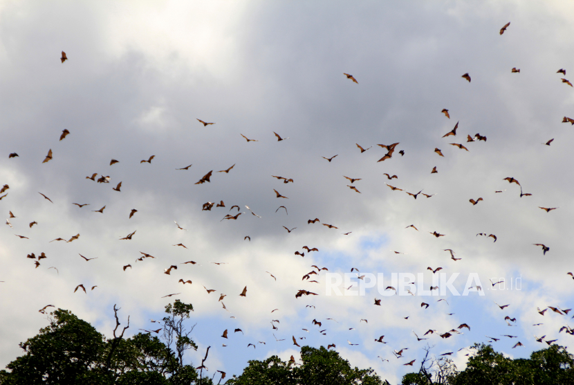 Ratusan kelelawar beterbangan di kawasan Taman Wisata Alam (TWA) Menipo, di Kecamatan Amarasi Timur, Kabupaten Kupang, NTT, Kamis (17/6/2021). Kelelawar vampir merupakan satu-satunya mamalia yang dapat bertahan hidup dengan minum darah.
