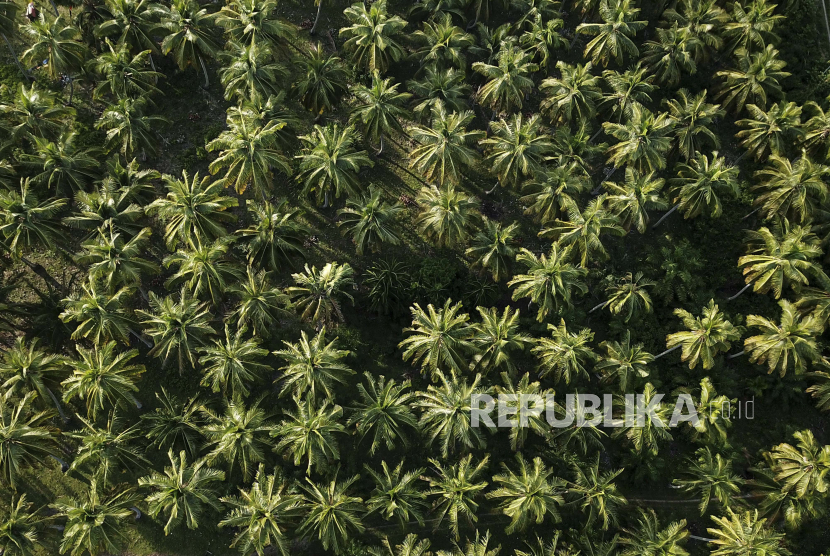 Foto Udara hamparan pohon kelapa di kawasan Pantai Pasie Lembang, Kluet Selatan, Aceh Selatan, Aceh.