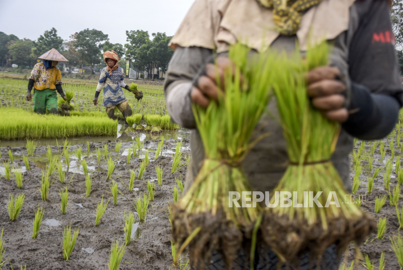 Sejumlah petani menanam padi jenis Inpera 42 di areal persawahan di Derwati, Kecamatan Rancasari, Kota Bandung.