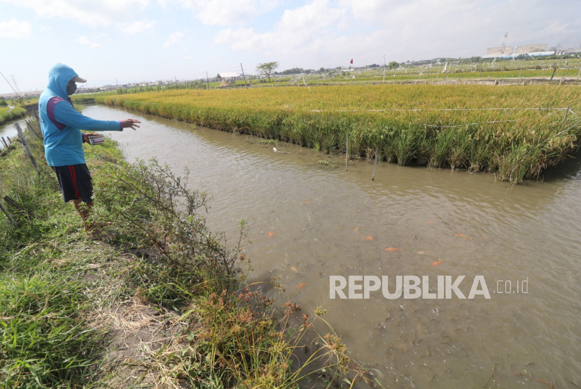 Pascabanjir, areal persawahan di Kabupaten Indramayu dan Cirebon kini  menghadapi serangan organisme pengganggu tanaman (OPT). Serangan tersebut berpotensi menggangu produksi padi jika tidak segera diatasi.