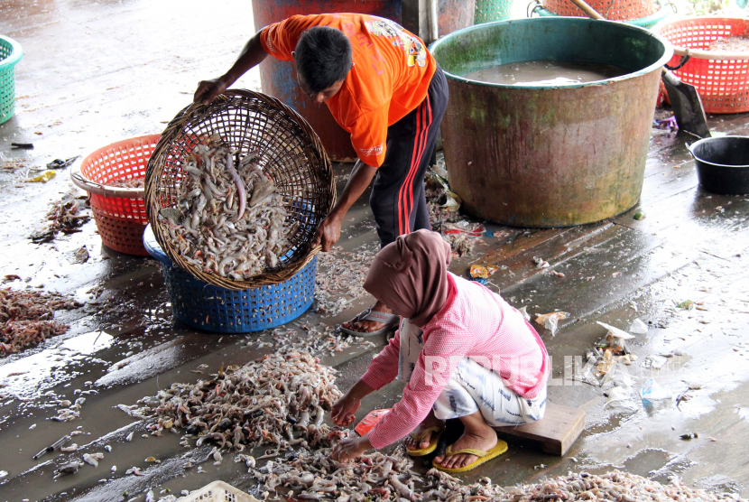 Warga mengumpulkan udang laut. (Ilustrasi)