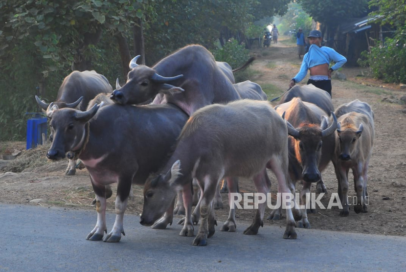 Peternak menggiring kerbau (Ilustrasi). Ratusan ternak di OKI, Sumatra Selatan mati mendadak. 