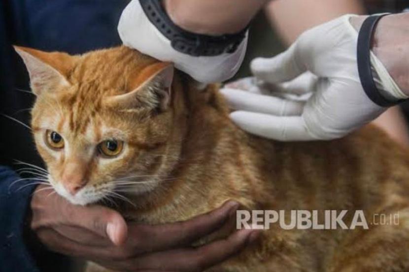 World Rabies Day, Depok akan Gelar Vaksinasi Hewan Peliharaan Gratis