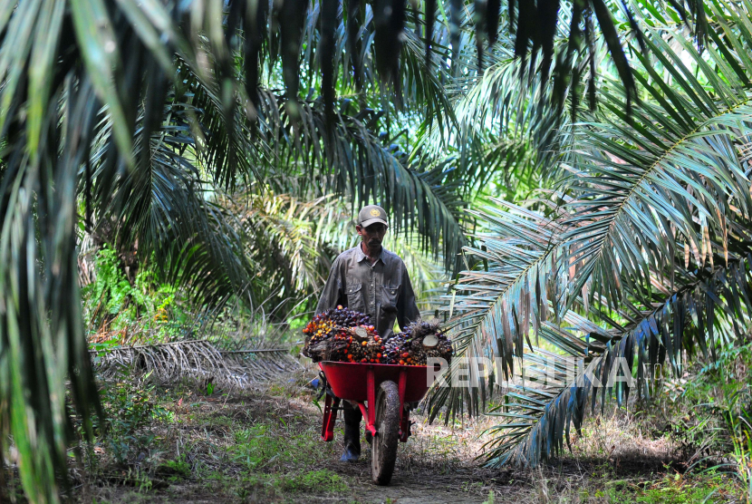 Pekerja mengangkut tandan buah segar (TBS) kelapa sawit di Muara Sabak Barat, Tajungjabung Timur, Jambi, Jumat (10/7/2020). 