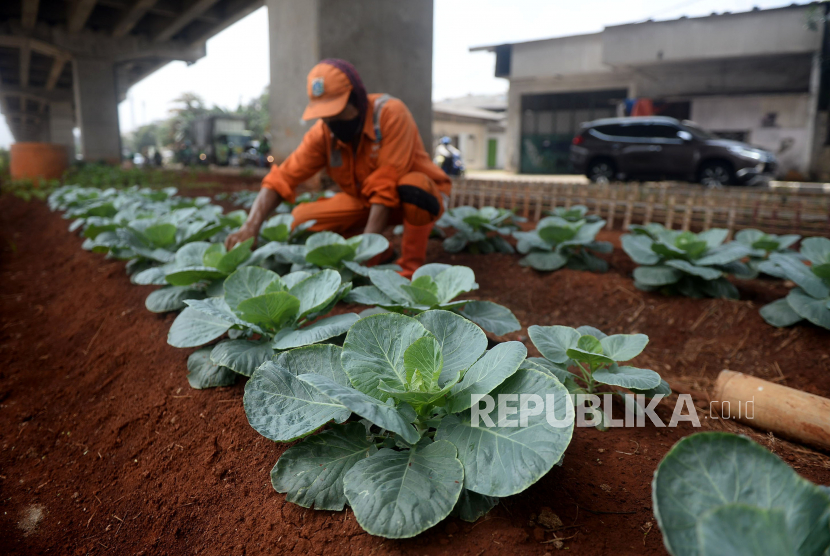 Petugas PPSU Kel Cipinang Melayu Hasan merawat tanaman sayuran yang di tanam dengan memanfaatkan lahan kosong kolong tol Becakayu, Pangkalan Jati, Jakarta Timur. Pemprov DKI menargetkan bisa penuhi lima persen kebutuhan buah dan sayuran pada 2030.