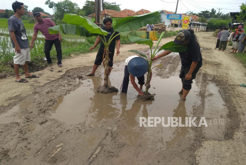 Sejumlah warga menanam pohon pisang di ruas jalan yang rusak di wilayah Desa Pranggong, Kecamatan Arahan, Kabupaten Indramayu, Jawa Barat, Kamis (16/2/2023).