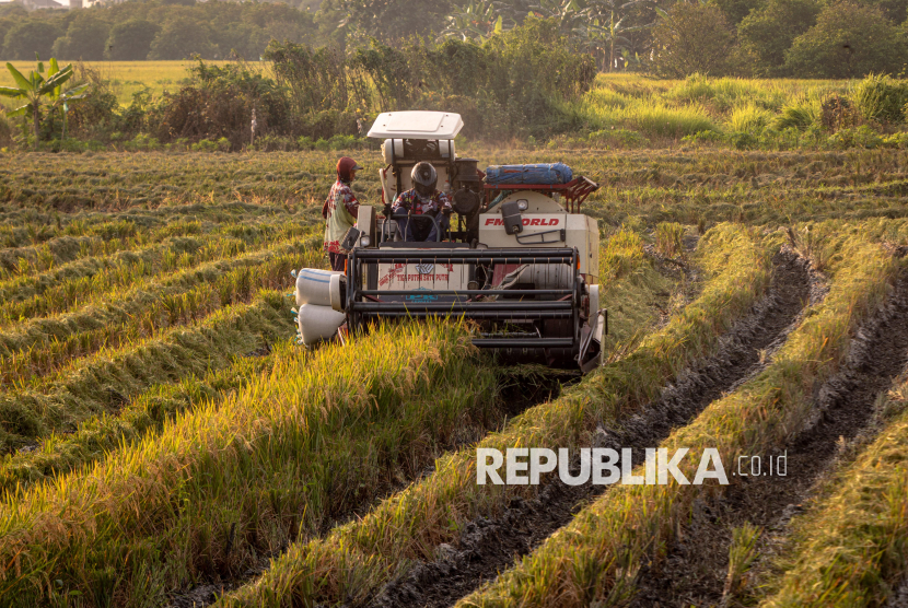 BPS Proyeksikan Produksi Beras Januari-Agustus Meningkat