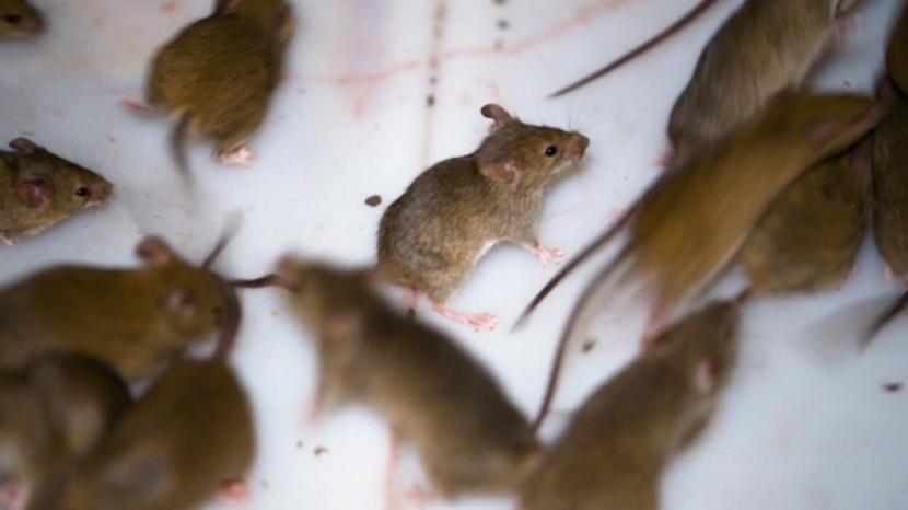 Australia Menderita Wabah Hama Tikus dan Tidak Ada Tanda Akan Berakhir