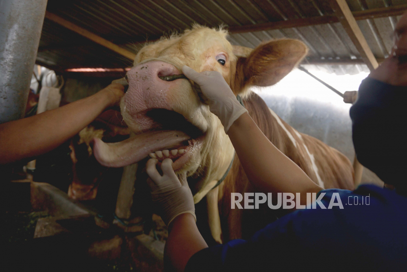 Petugas memeriksa kesehatan gigi dan mulut ternak sapi di salah satu sentra penggemukan ternak sapi di Tulungagung, Jawa Timur, Kamis (23/7/2020). Pemeriksaan itu dilakukan untuk memastikan ternak sapi maupun kambing yang diperjualbelikan untuk hewan kurban pada Idul Adha nanti dalam kondisi sehat, layak disembelih dan tidak memiliki penyakit bawaan yang bisa menular pada manusia. 