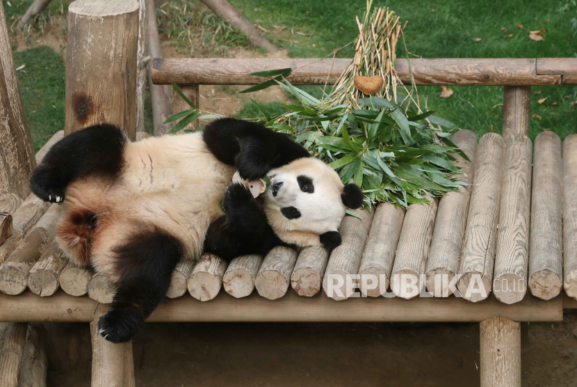 Panda Fu Bao. Fu Bao telah dipulangkan ke China dari Korea Selatan untuk dikawainkan. Panda jantan yang diduga bakal dikawinkan dengan Fu bao viral di medsos. Warganet Korea seolah tak merestuinya.