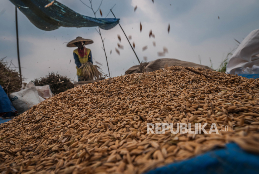Petani memanen padi di Rangkasbitung, Lebak, Banten, Ahad (5/9/2021). Petani Kabupaten Lebak, Provinsi Banten meraup keuntungan besar usai ditetapkan harga patokan pemerintah (HPP) baru gabah kering pungut (GKP) Rp 5.000 dari sebelumnya Rp 4.200 kilogram.