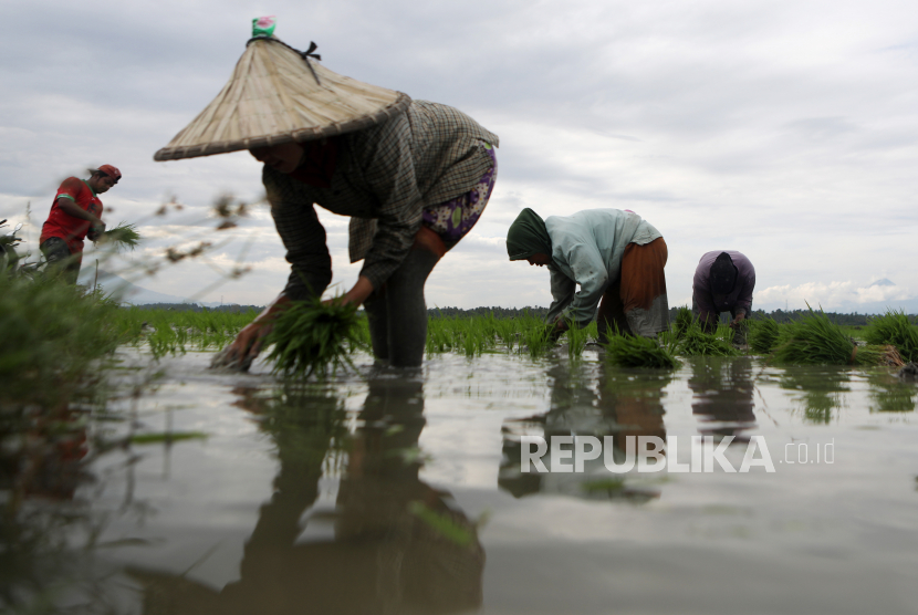  Pekerja menanam benih padi di sawah di Aceh Besar, Indonesia, 02 Juli 2021. PT Pertani (Persero) selaku BUMN klaster pangan mengungkapkan telah menyalurkan 25.203 ton benih padi hingga Oktober 2021.