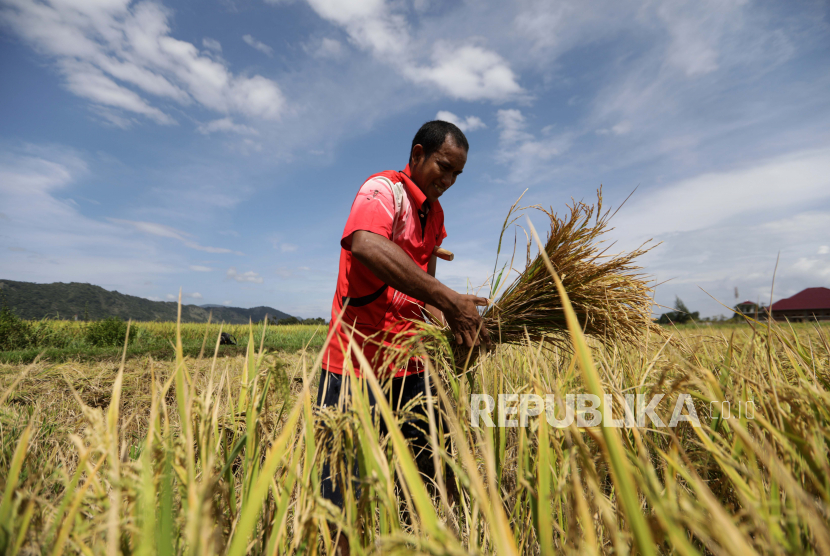  Seorang pekerja memanen padi di Aceh Besar, Aceh, Selasa (2/2). Direktur Eksekutif Institute for Development of Economics and Finance (Indef) Tauhid Ahmad menyarankan agar daerah bisa meningkatkan produksi pangan lokal untuk mengatasi inflasi. 