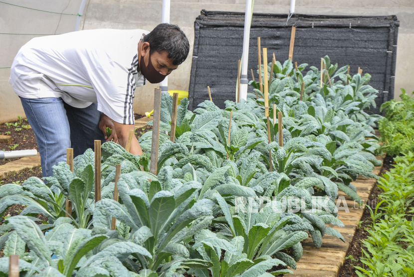 Pekerja melakukan perawatan sayuran kale yang ditanam dengan sistem pertanian organik (ilustrasi). Kementerian Perdagangan (Kemendag) menilai Indonesia memiliki potensi yang besar terhadap produk olahan alami, sehat dan organik di pasar global khususnya Kanada.