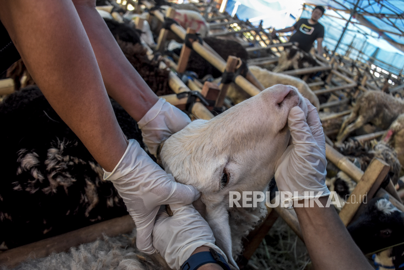Petugas dari Dinas Ketahanan Pangan dan Pertanian (DKPP) Kota Bandung memeriksa gigi seekor kambing yang dijual di salah satu tempat penjualan hewan kurban di Jalan Soekarno Hatta, Cipamokolan, Kota Bandung, Jumat (24/6/2022). Pemeriksaan tersebut untuk memastikan seluruh hewan kurban yang dijual oleh pedagang terbebas dari penyakit mulut dan kuku (PMK) dan layak dikonsumsi oleh masyarakat. MUI OKU Minta Masyarakat Hindari Hewan Terpapar PMK Menjadi Qurban