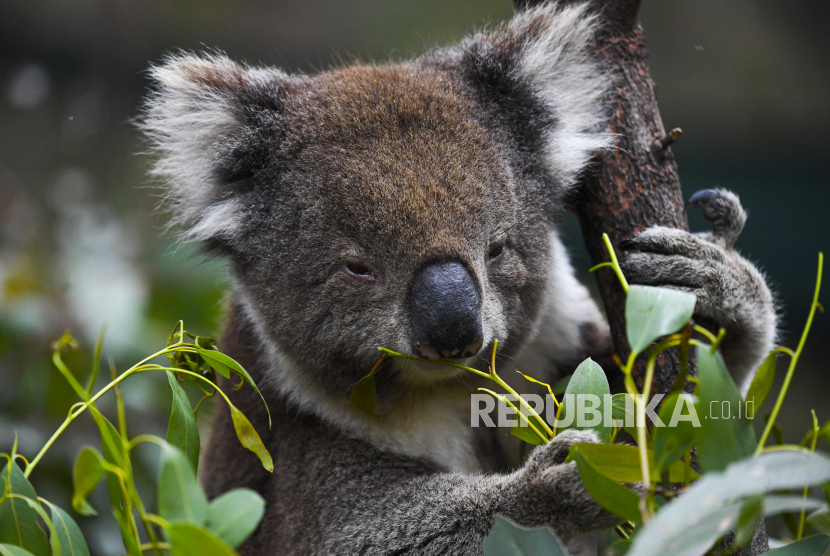  Seekor koala terlihat di Tidbinbilla Nature Reserve dekat Canberra, Australia, 24 November 2020. Australia akan menggelontorkan 50 juta dolar Australia atau 35 juta dolar AS untuk program perlindungan habitat koala empat tahun ke depan. 