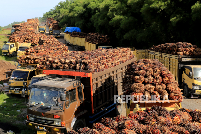 Sejumlah truk pengangkut tanda buah segar (TBS) sawit mengantre untuk pembongkaran di salah satu pabrik minyak sawit di Desa Padang Sikabu, Kaway XVI, Aceh Barat, Aceh, Selasa (17/5/2022). 